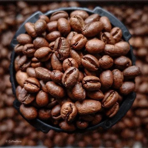Robusta Coffee Beans