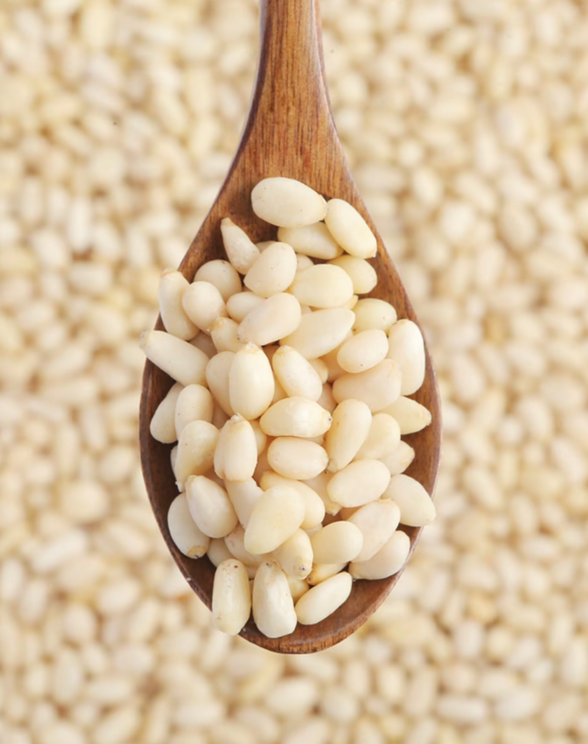 Whole Sale Premium Pine Nut Kernels