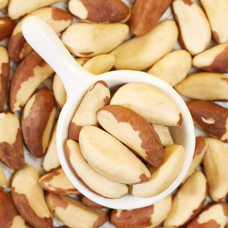 Premium Quality Brazilian Abalone Fruit Top-Rated Brazil Nuts