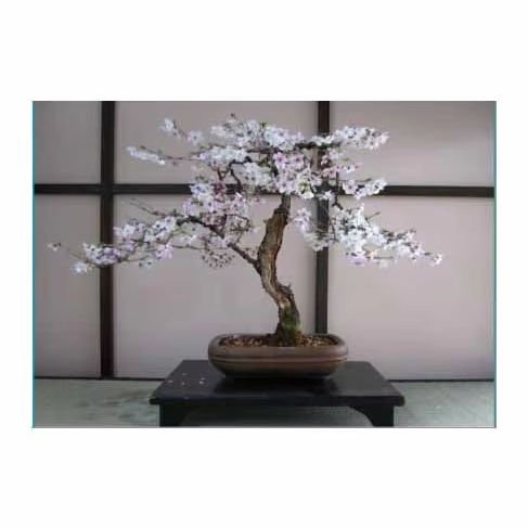 Bonsai Plant Grow Kit for Home Desktop Decor