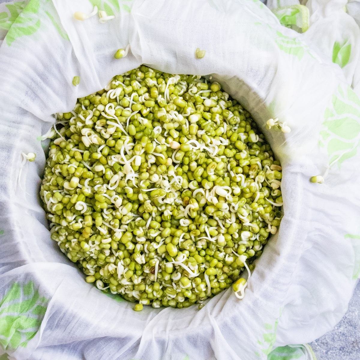 Organic Dried Green Mung Beans Export Quality Bulk Harvest Available Now with Reliable Delivery and Freshness