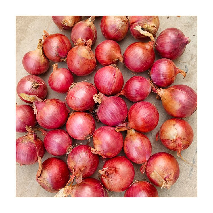 Fresh Onions Yellow Red Supplier Vegetable Bags 50kg Wholesale Best Price Yellow Shallot Fresh Onions