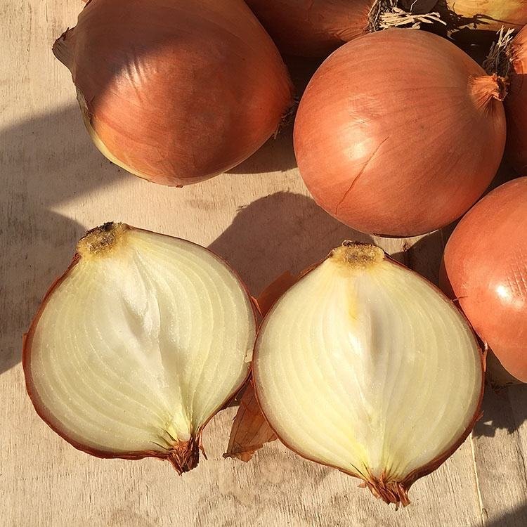 Export to Albania Fresh Onion 5-8cm 10kg Mesh Bag