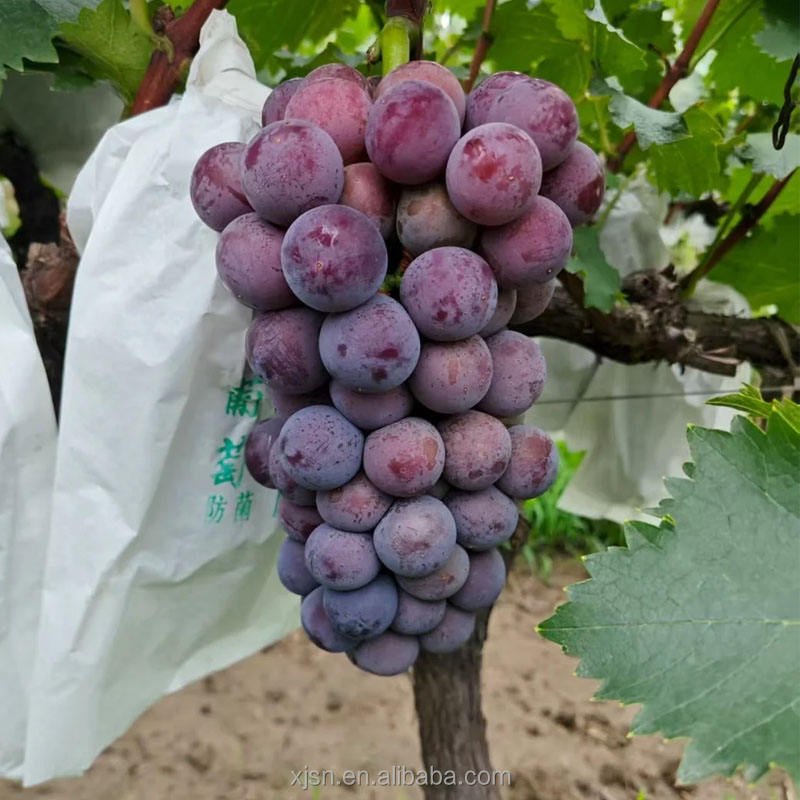 Fresh Hutai No.8 Grapes From Professional Farm, Sweet Juicy Crisp Table Grapes With Rich Flavor for Wholesale Export