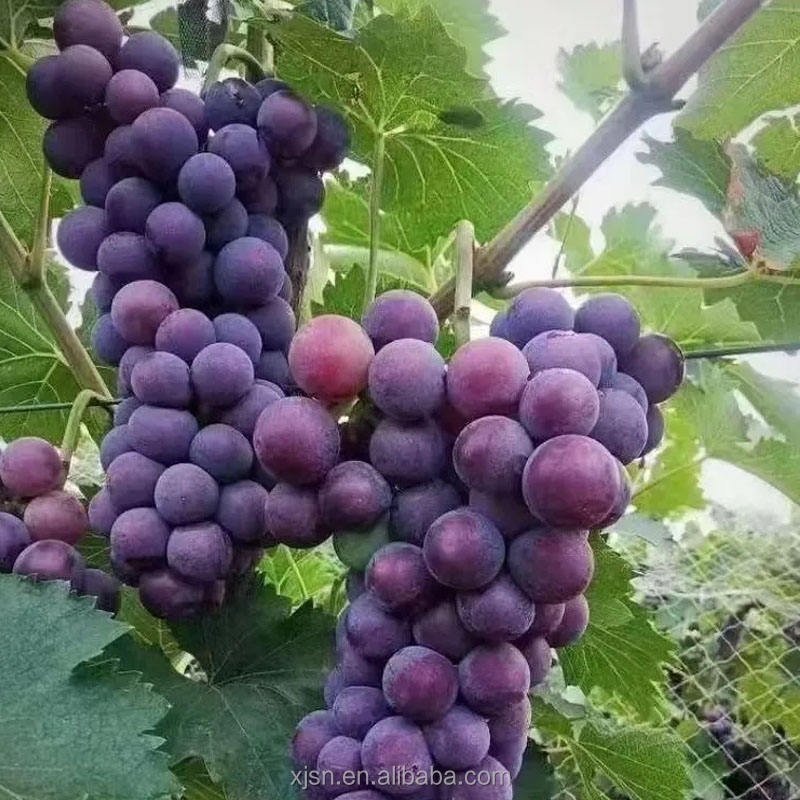 Fresh Hutai No.8 Grapes Bulk Supply, High Yield Quality Grapes From Professional Base