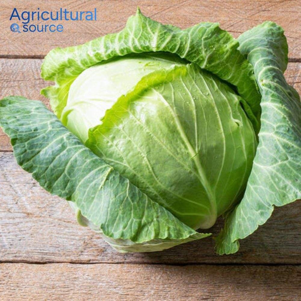 Fresh Organic Green Cabbage from Vietnam Superior Quality Natural Vegetable Wholesale Bulk Export Supplier