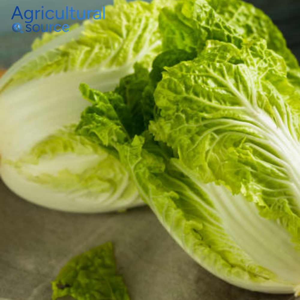 Wholesale Bulk Supply Fresh Vegetables From Vietnam Napa Cabbage High Demand Specialty Vegetable Excellent For Fermentation OEM