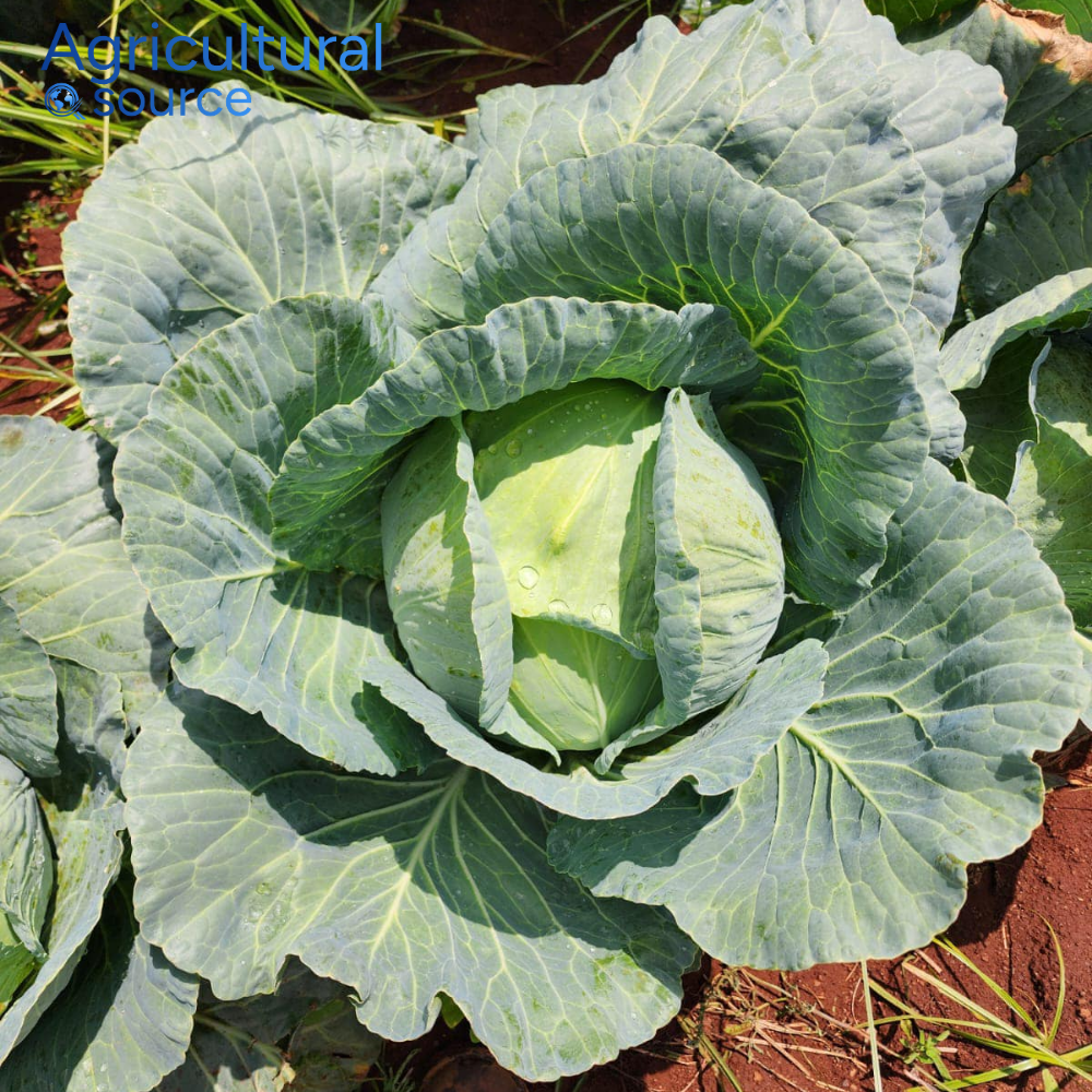 Natural Healthy Choice White Cabbage Fresh Vegetables from Vietnam Premium Whole Cabbage Direct From Vietnam Farm To Clients OEM