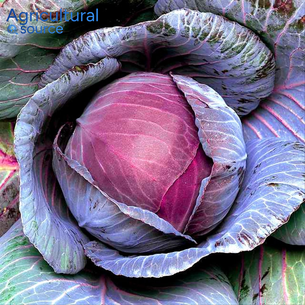 Fresh Red Cabbage High Quality Purple Round Cabbage from Vietnam Wholesale Supplier for Export Market