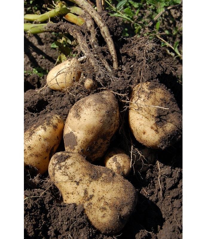 Pure Fresh Potatoes High Quality Natural Farm Produce for Curry Chips Snacks Fries Baking and Daily Food Preparation