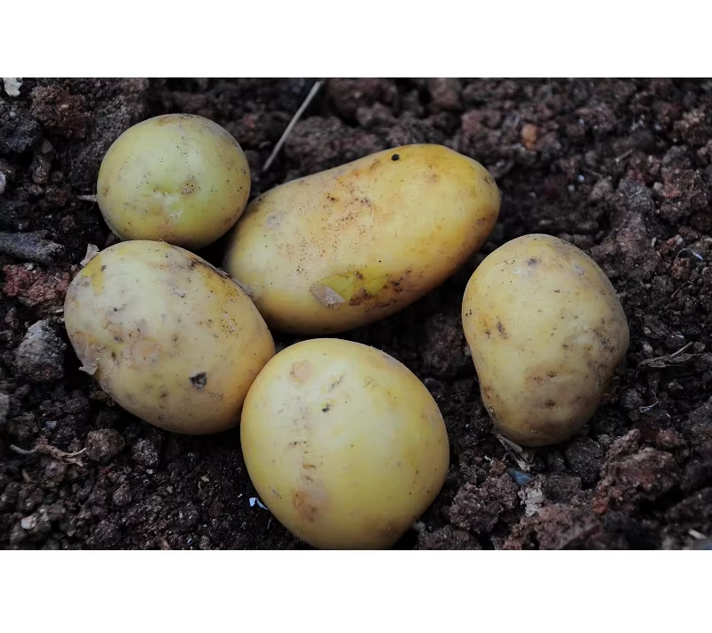 Pure Natural Fresh Potatoes Premium Quality Farm Produce for Cooking Curry Frying Baking Soup and Meals
