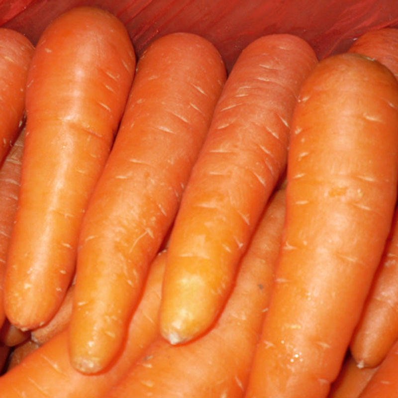 Bulk Fresh Carrot with Low Price