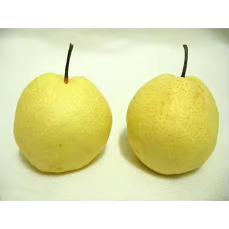 Fresh Crow Pear Fresh Sweet Pear Export