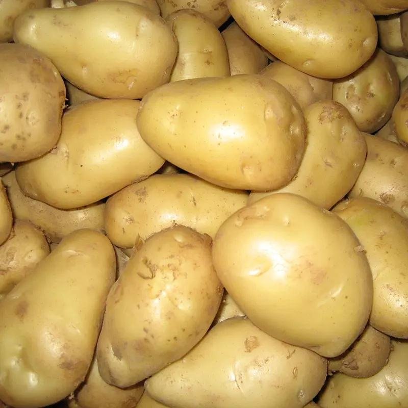 New Crop Fresh Potatoes Egypt Fresh Potatoes Top Grade High Nutrition Certified White and Red Potatoes Wholesale Supplier