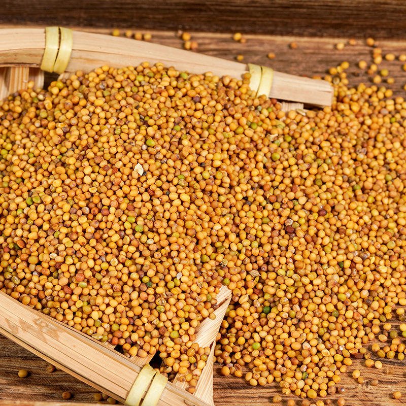 Wholesales Single Spice Seasoning Premium Quality Dried Yellow Mustard Seeds for Cooking