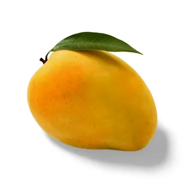 Export Quality Fresh Alphonso Mango from India with Rich Natural Sweet Taste Tropical Aroma Juicy Pulp and Farm Fresh Handpicked