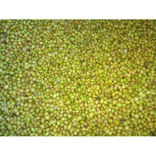 Indian Parrot Quality Coriander Raw AD Dried Whole Green Strong Taste Full Fragrance Wholesale