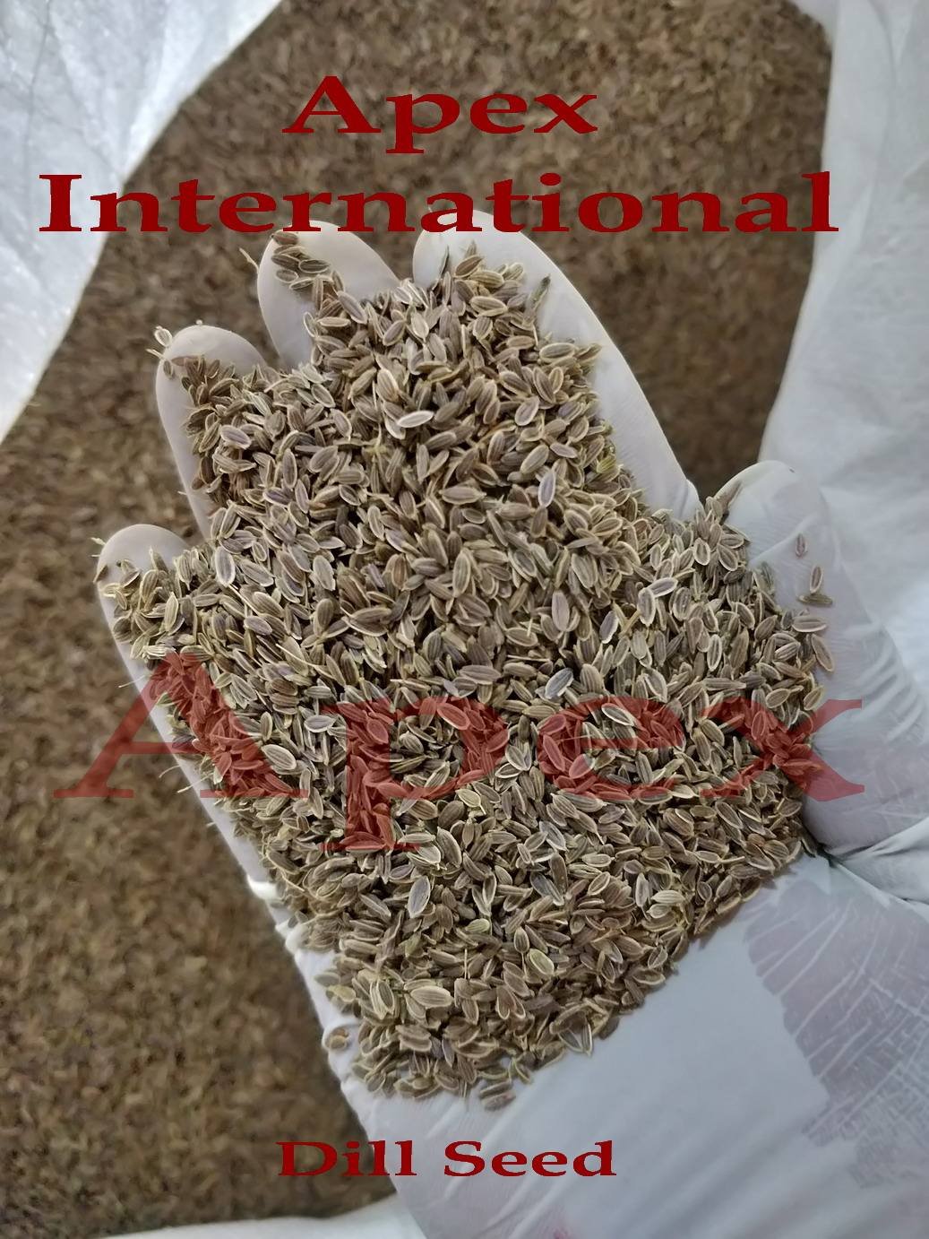 Indian Spice Dill Seeds (Anthem Graveolens) Food Grade 25kg Bags