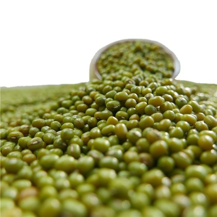 New Crop Mung Bean Seed Nice Price Green Mung Bean Vigna Beans