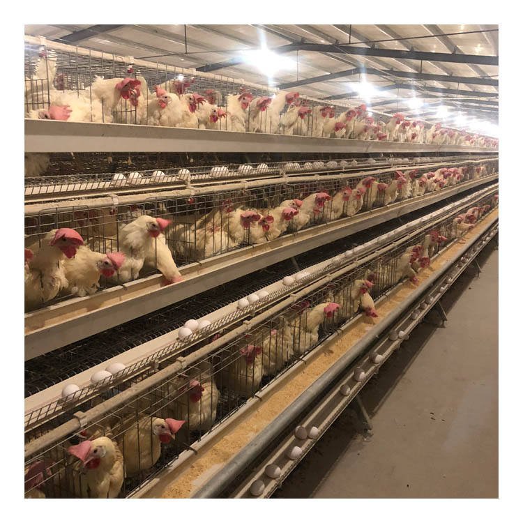 10000 Layers Hot-dip Galvanized Poultry Farm Modern a Type Egg Chicken Layer Battery Cage for Sale
