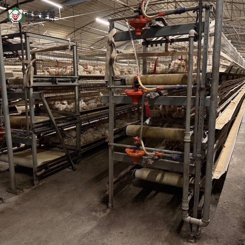 Automatic H Type Broiler Poultry Farm Equipment New Condition Chicken Coop Boiler Chicken Cage